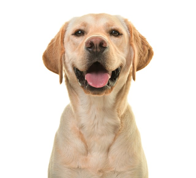 Glad hund