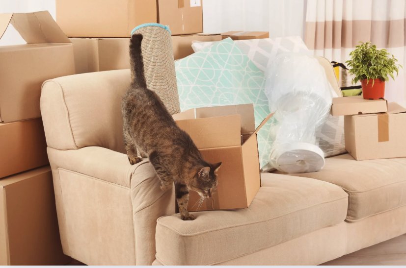 katt som leker med flyttlådor